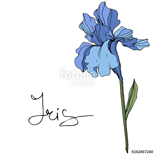 500x500 Vector Blue Iris Botanical Flower Wild Spring Leaf Wildflower