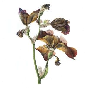 300x300 victoria braithwaite contemporary botanical artists botanical