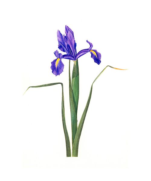 500x600 Iris Botanical Drawing