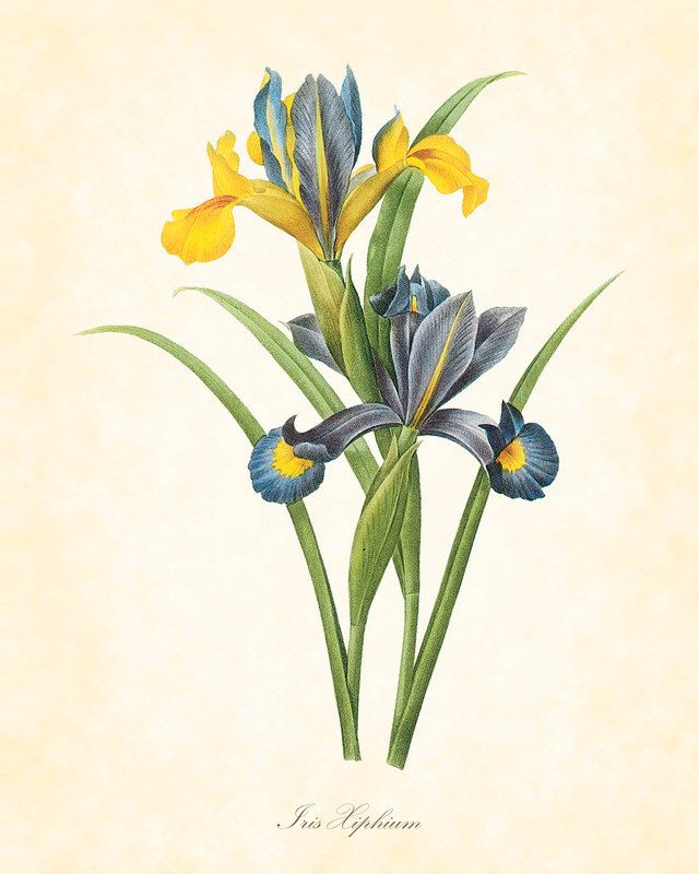 640x800 Antique Iris No Botanical Art Print Paintings Vintage