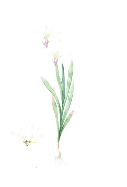 409x600 Botanical Flowers Drawings