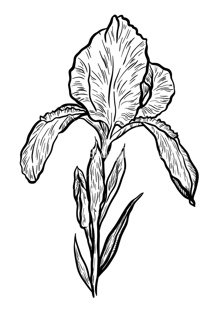 707x1000 Hand Drawn Iris Set In Vector On White Background Royalty Free