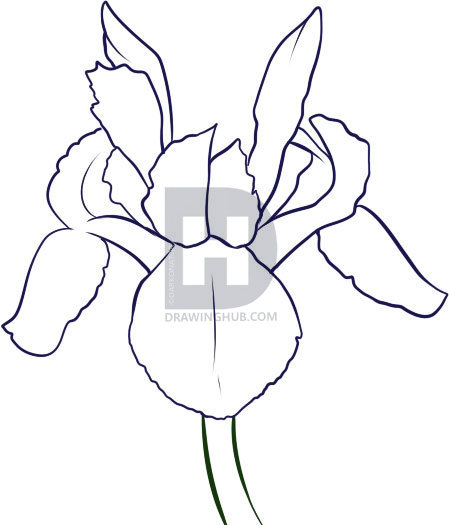 449x525 How To Draw An Iris, Step
