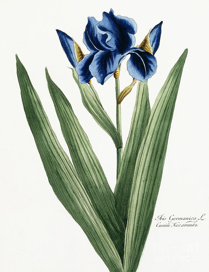691x900 Iris Germanica Drawing