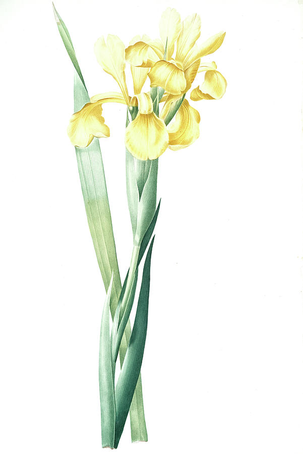 601x900 iris monnieri, iris de lemonnier, drawing