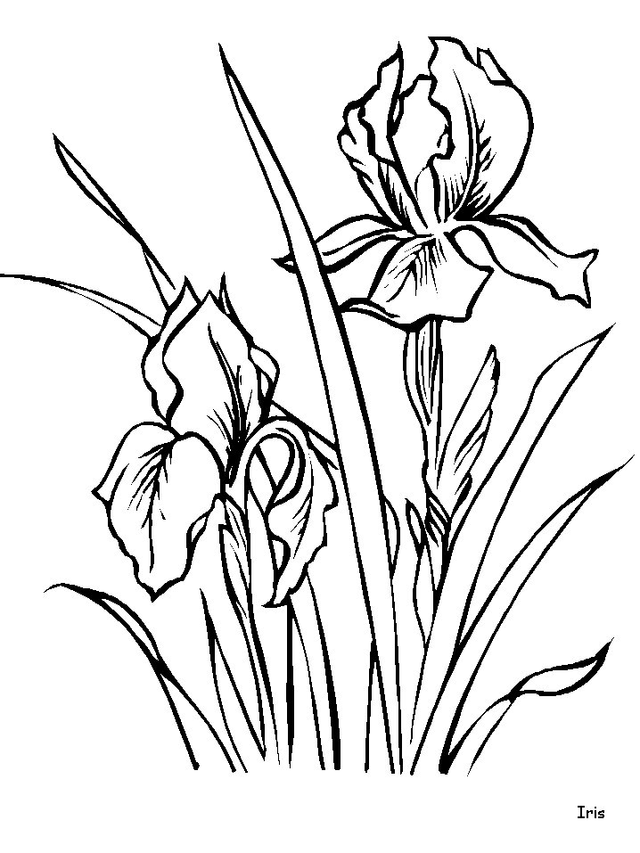 718x957 Iris Coloring Pages And Printable Draw Flowers Flower Coloring