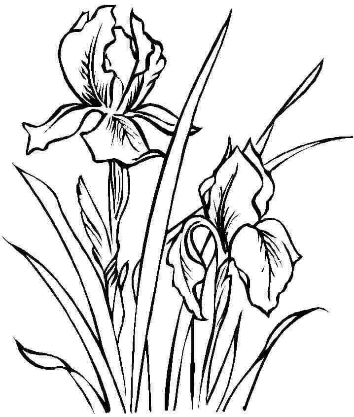 718x846 Drawing Flower Coloring Pages