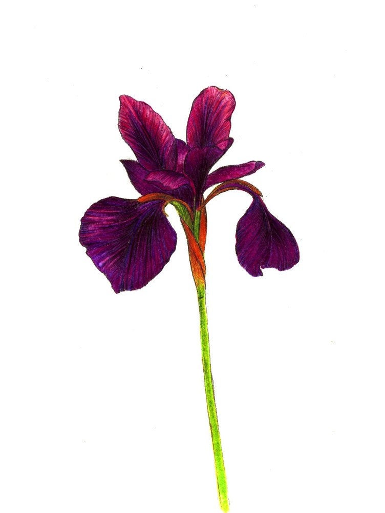 752x1000 Purple Iris Art Print Of A Drawing Available Or Etsy