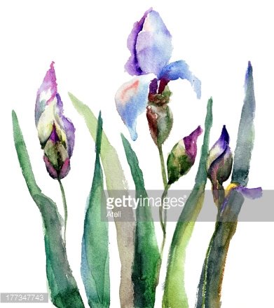 391x439 Iris Flowers, Watercolor Illustration' Premium Clipart