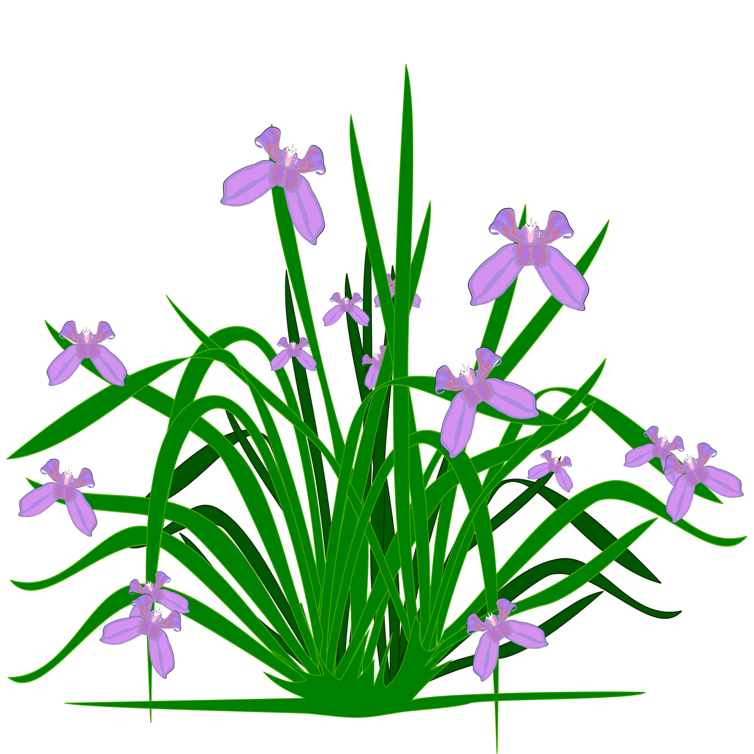 2400x2400 Collection Of Free Iris Drawing Landscape Download On Ui Ex