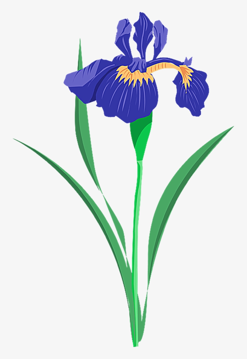 820x1194 drawing irises flower irish