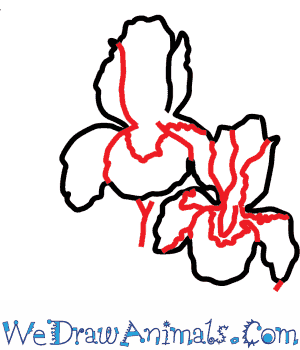 300x350 How To Draw An Iris Flower