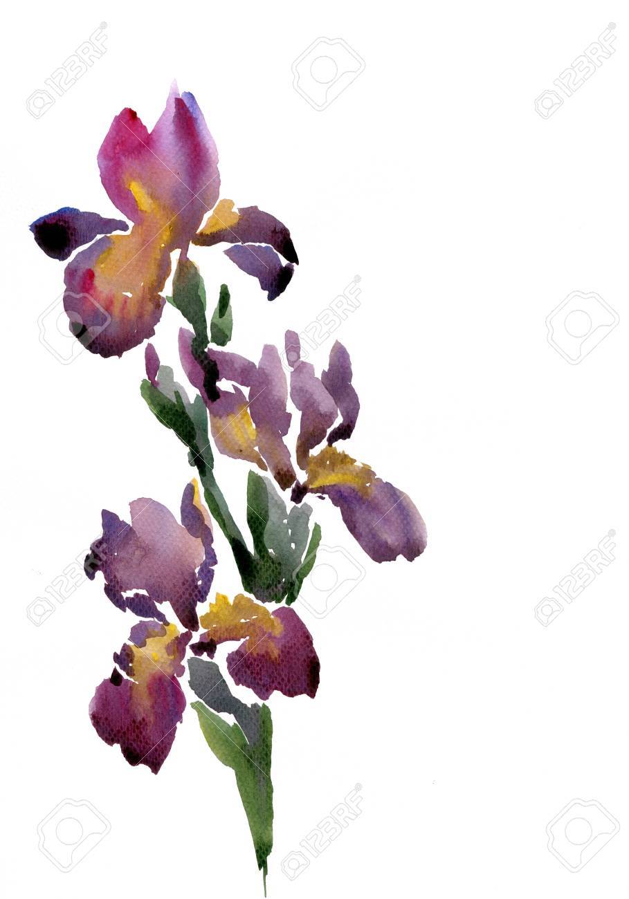909x1300 huge collection of 'irises drawing' download more than images