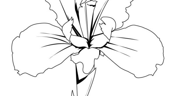 585x329 Interesting Iris Coloring Pages Flower Drawing Tattoo Draw