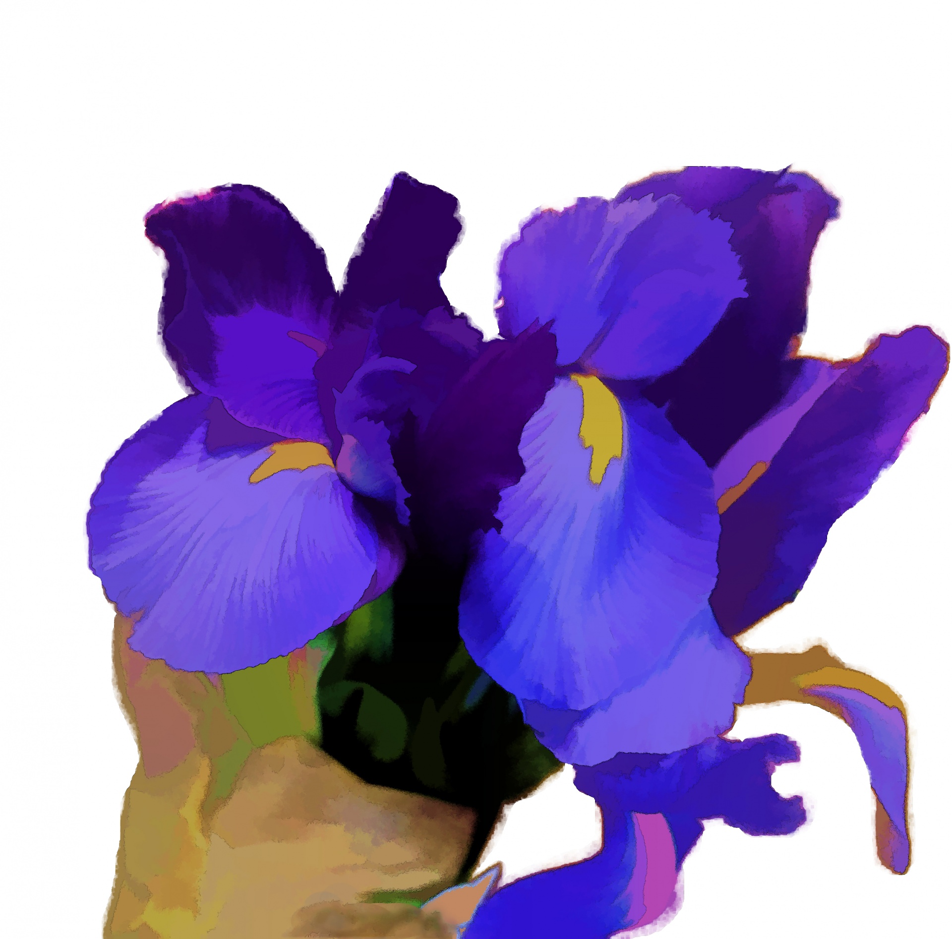 1920x1894 Iris, Flower, Yellow, Purple, Color