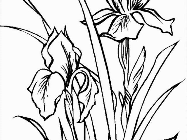 640x480 Iris Flower Coloring