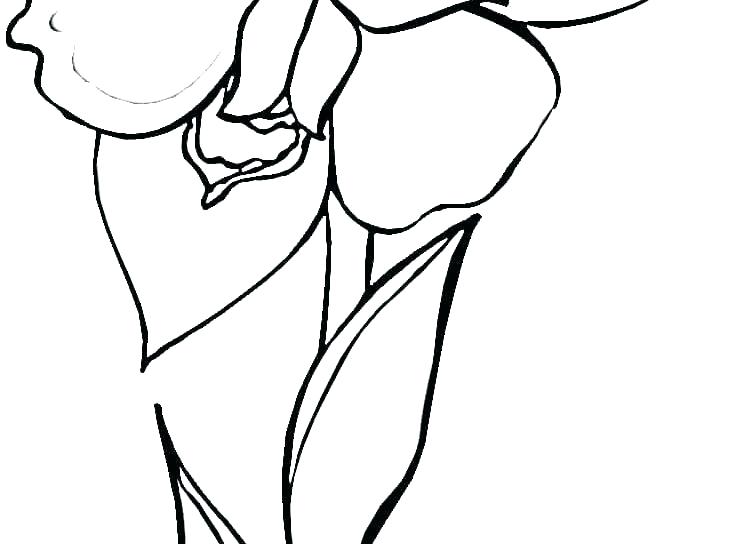 750x544 Iris Flower Colouring