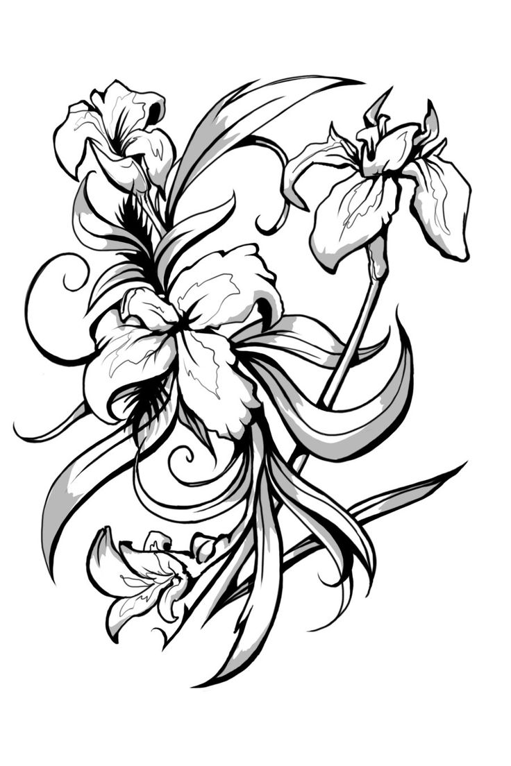 736x1104 Iris Flower Drawing Tattoo