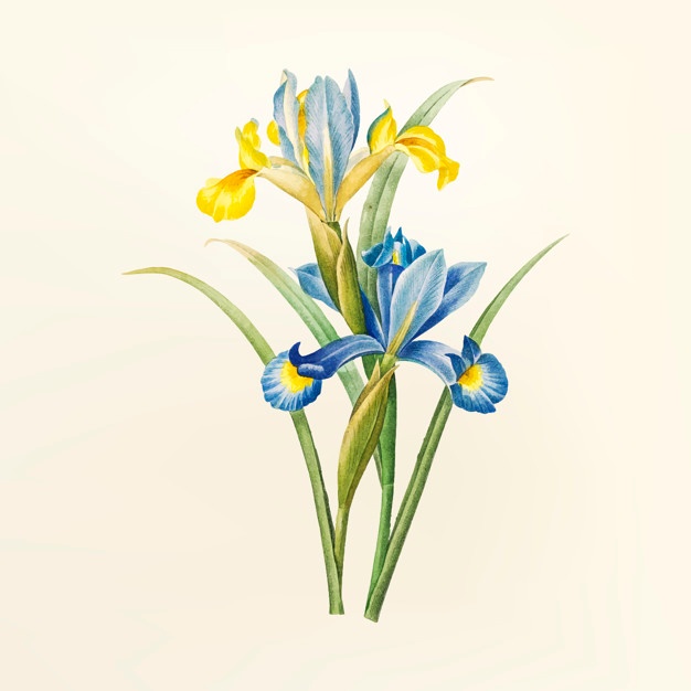 626x626 Iris Flower Vectors, Photos And Free Download
