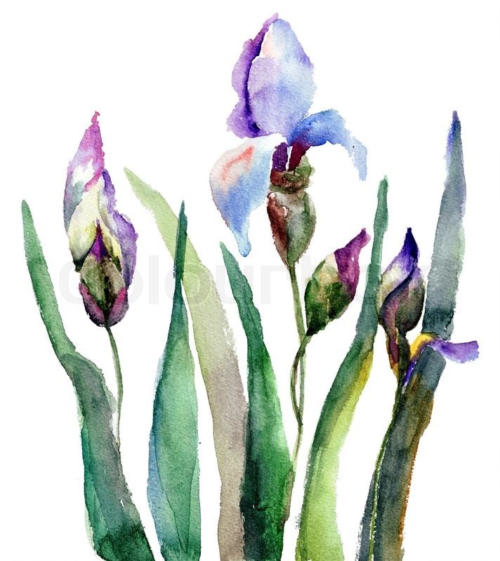 712x800 Iris Flowers, Watercolor Illustration Stock Image Colourbox