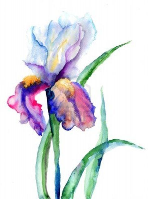 474x640 Iris Flowers, Watercolor Illustration Stock Photo