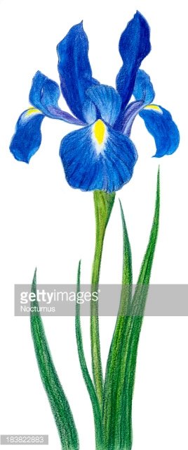 268x639 Iris Premium Clipart