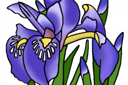 250x166 Tennessee Drawing Louisiana Iris, Picture