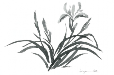 382x250 Wild Iris