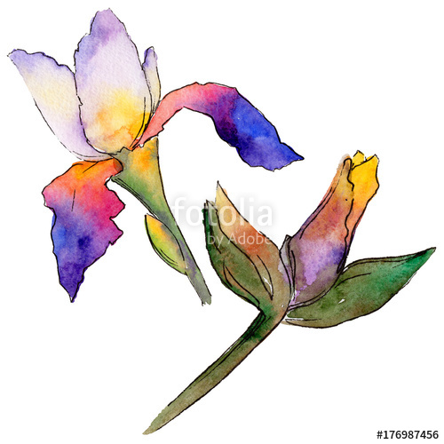 500x500 Wildflower Iris Flower In A Watercolor Style Isolated Full Name