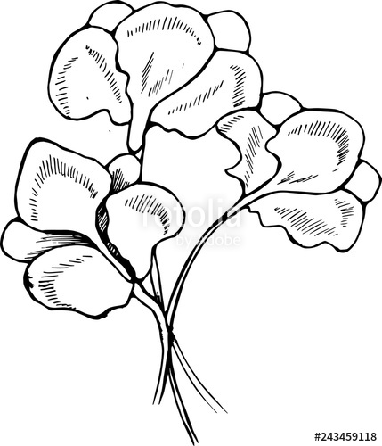 429x500 Illustration Of Iris Flowers In Hatching Style Stock Image