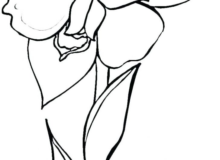 728x528 Iris Flower Colouring