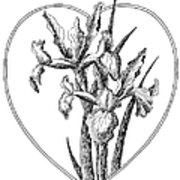 180x180 Iris Heart Drawing Art Print