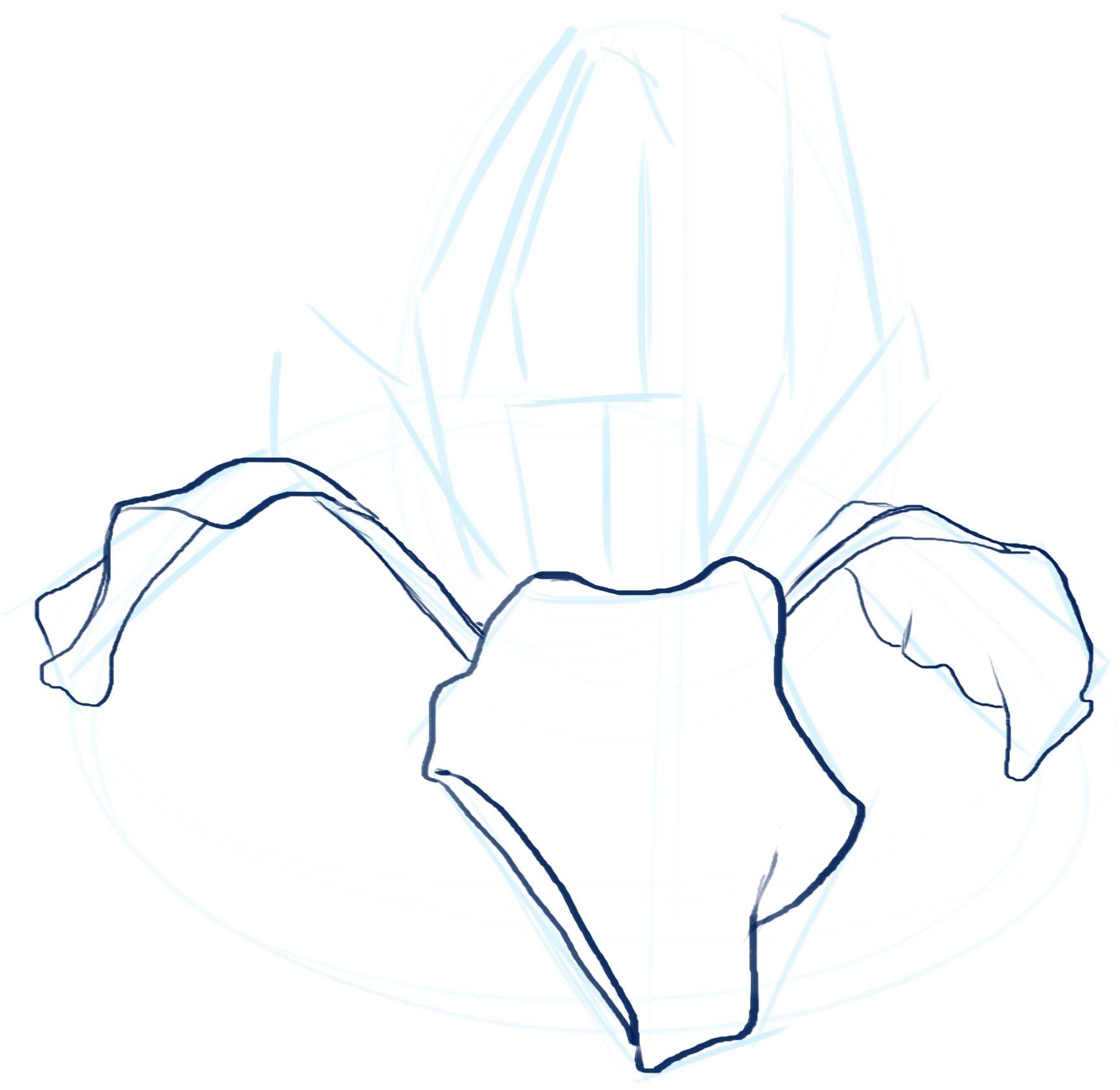 1729x1682 Iris Shape Study