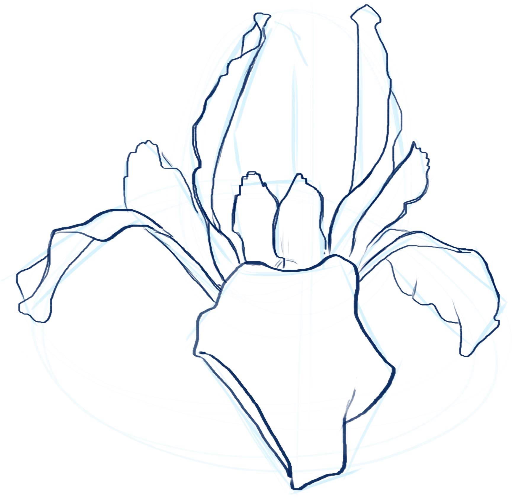 1729x1682 Iris Shape Study