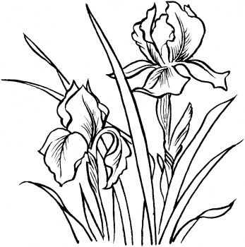 347x350 irises x line drawings