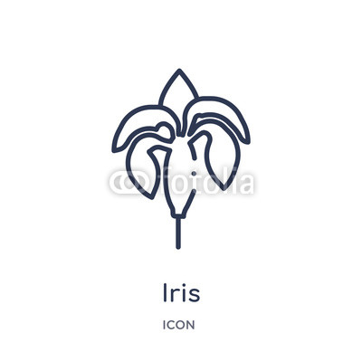400x400 iris icon from nature outline collection thin line iris icon
