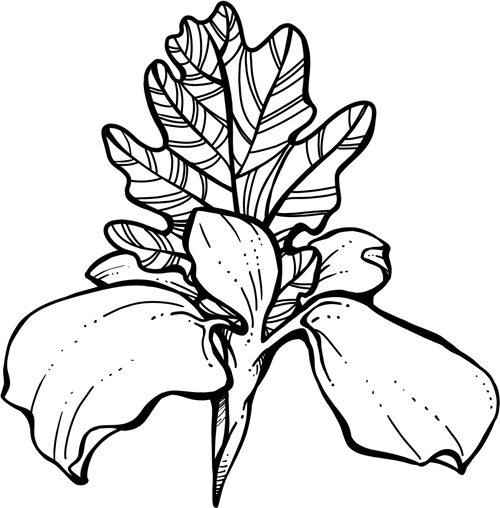 500x508 Deposits Oak Iris Tattoo