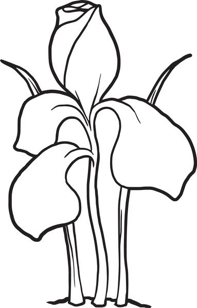 383x600 Free Printable Iris Flower Coloring