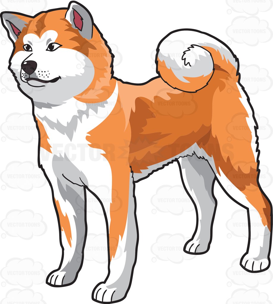 918x1024 Free Akita Clipart Drawing, Download Free Clip Art