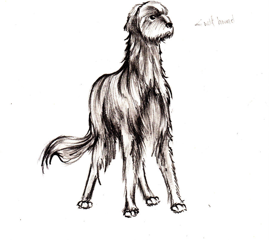 900x804 Wolf Hound