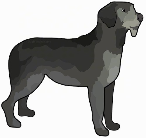 500x474 Black Russian Wolfhound Terrier Dog Breed Information And Pictures