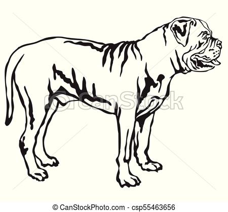 450x418 Boerboel Drawing