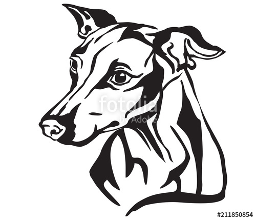 500x429 Decorative Portrait Of Dog Italian Greyhound Vector Illustration