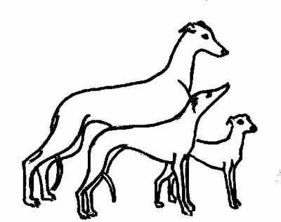 400x317 Emilio The Explorer Mgkesi Greyhound Vs Whippet Vs Italian