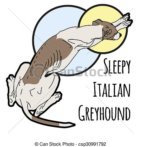 450x470 Illustration Of A Sleeping Italian Greyhound Without A Collar