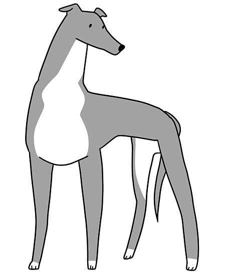 455x550 Italian Greyhound Photographic Prints