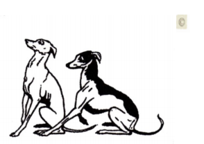 294x208 News The Italian Greyhound Club