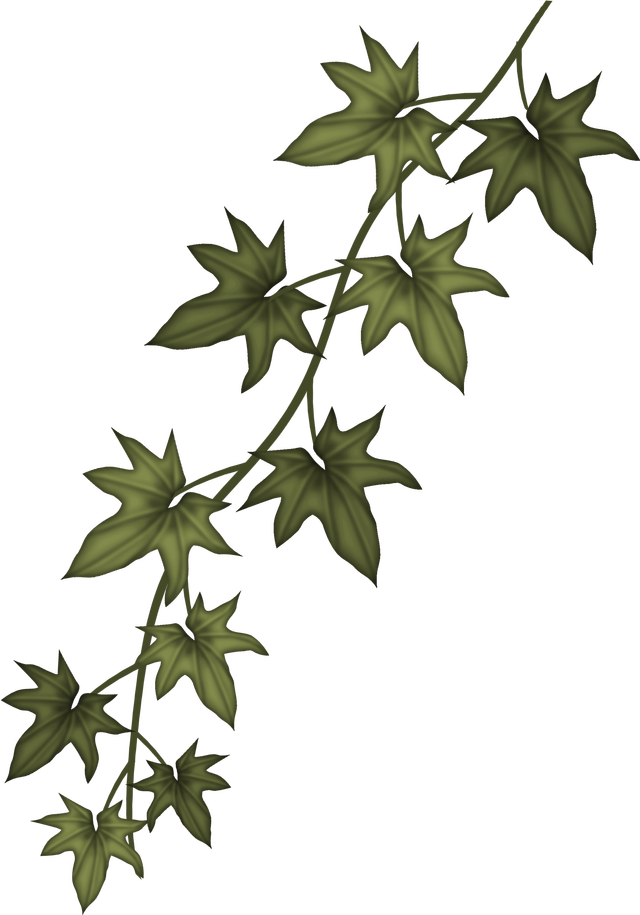 640x915 Collection Of Free Ivy Drawing Vintage Download On Ui Ex