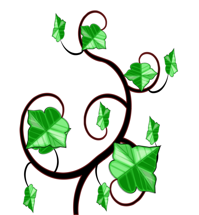 695x750 Common Ivy Computer Icons Vine Drawing Cc0