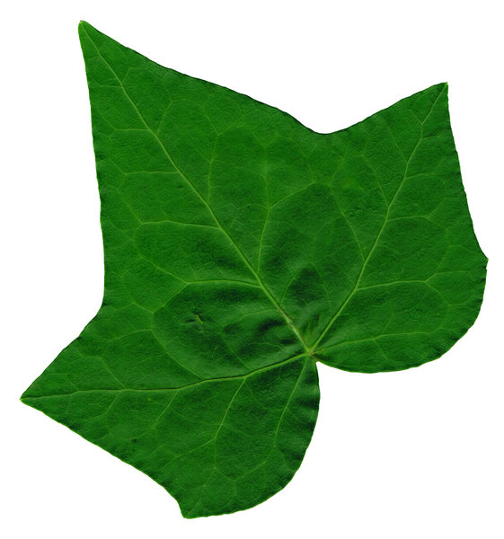 561x600 Images Of Ivy Leaf Drawing